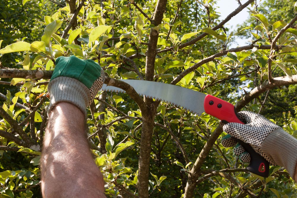 Using A Saw To Cut A Branch